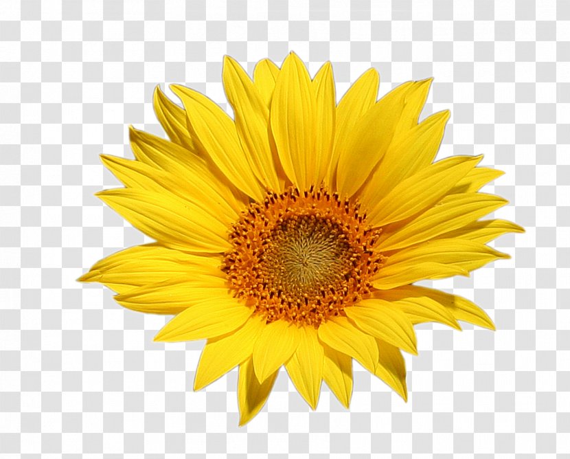 Common Sunflower Omega-3 Fatty Acid Stock Photography - Daisy Family Transparent PNG