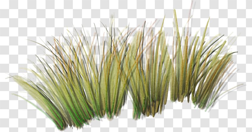 Clip Art Shrub Illustration Image - Flowering Plant - Grasss Filigree Transparent PNG