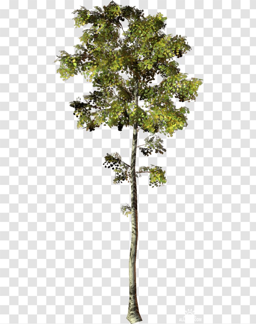 Trunk Plane Trees Plant Stem Houseplant - Evergreen - Tree Transparent PNG