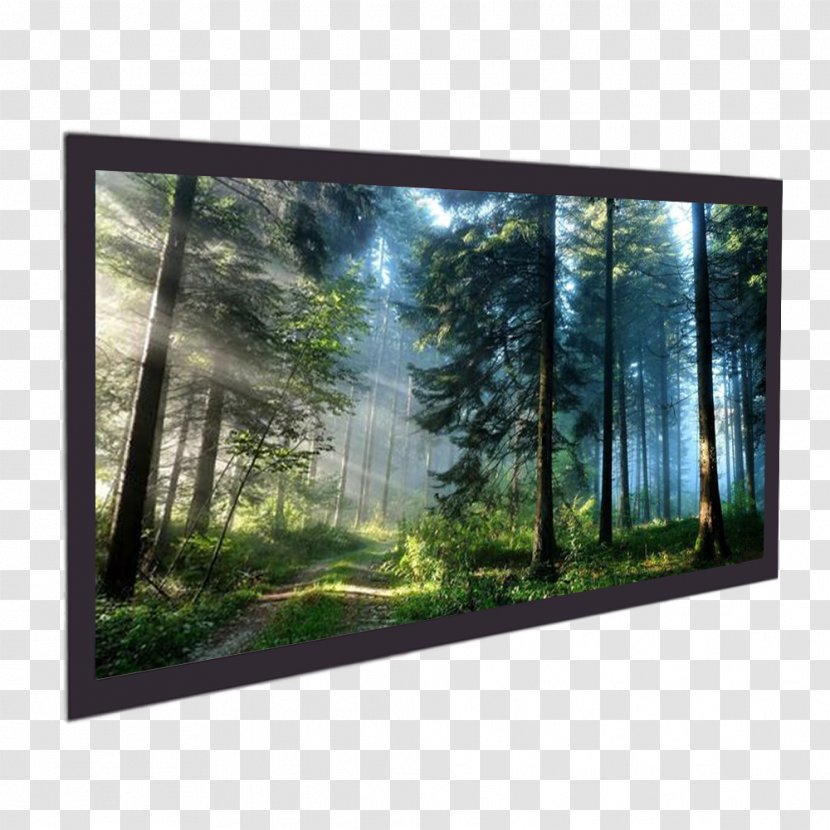 Desktop Wallpaper Mobile Phones Display Resolution Download Wood - Sunlight - Environment Transparent PNG