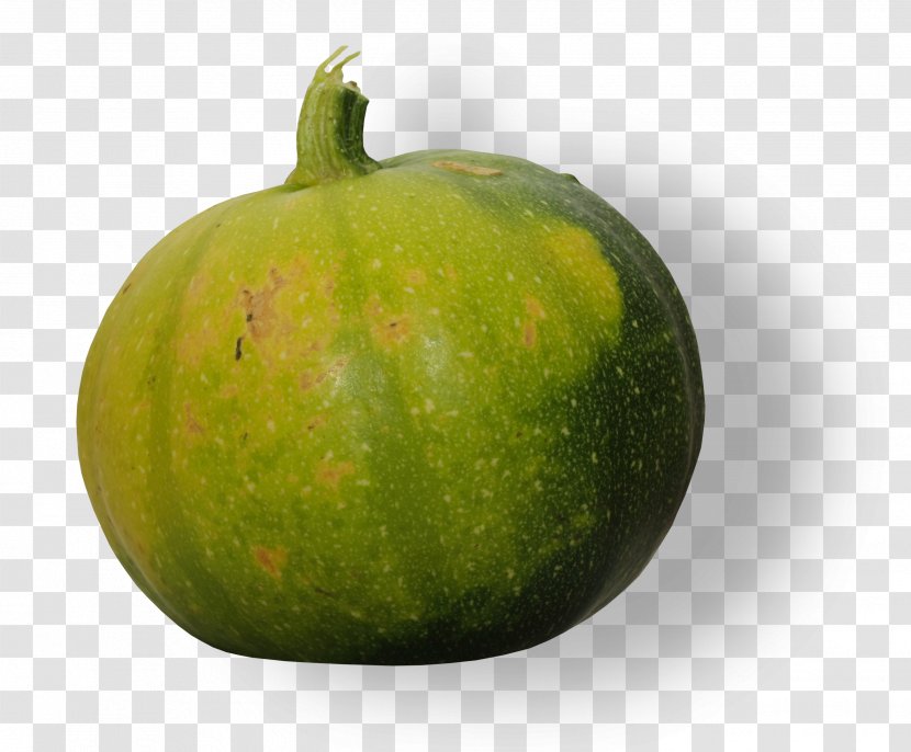 Melon Cucurbita Food Gourd - Cucumber - Apple Fruit Transparent PNG