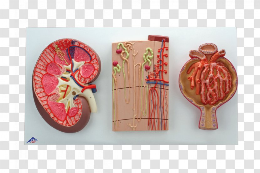 Paper Kidney Nephron Mouth Tooth Transparent PNG