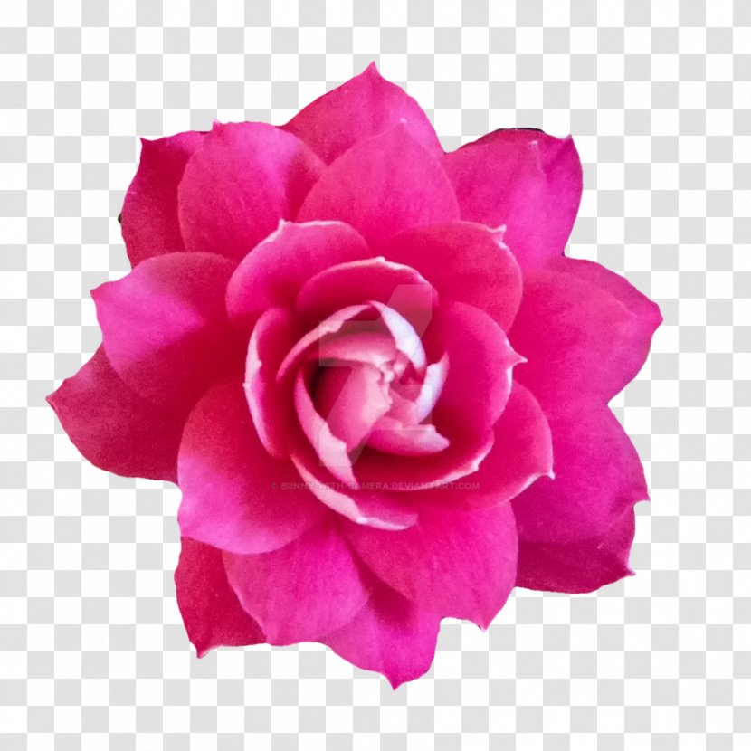 Garden Roses Cabbage Rose Pink Flowers Floribunda - Cut - Baby Flower Transparent PNG