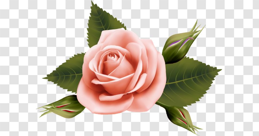 Garden Roses Cabbage Rose Cut Flowers Floral Design - Bud - Flower Transparent PNG