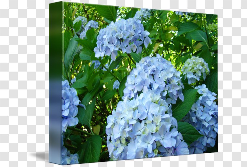 Hydrangea Serrata Blue Shrub Lilac Plant - Annual Transparent PNG