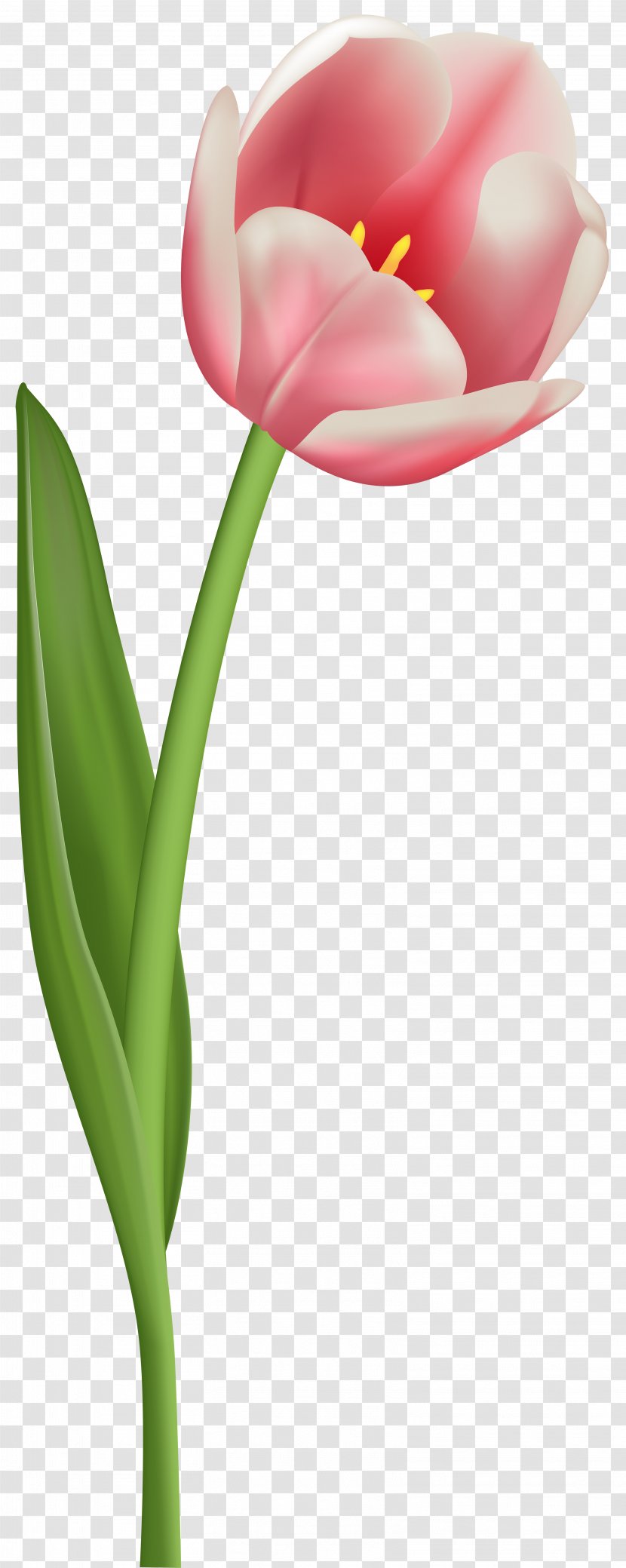 Tulip Mania Flower Clip Art - Lily Family - Rustic Flowers Transparent PNG