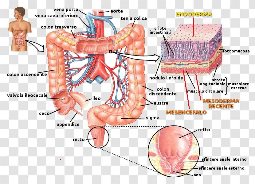 Muscle Small Intestine Human Anatomy - Tree - Riflesso Transparent PNG