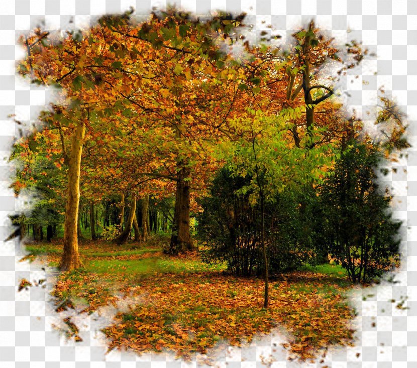 Autumn Tree Landscape - Winter Transparent PNG