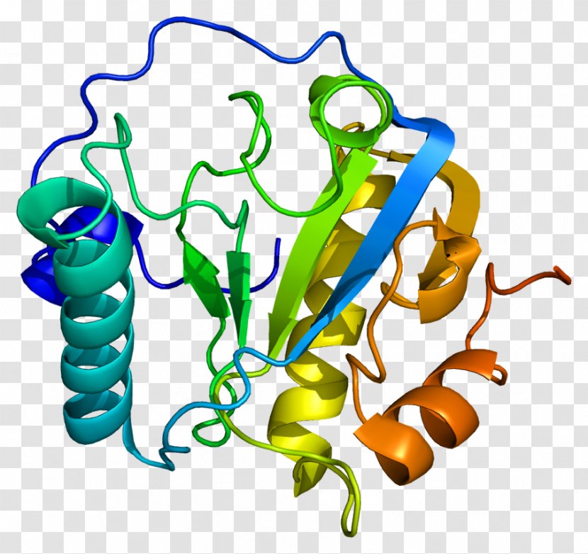 Peptidoglycan Recognition Protein 1 Gene - Heart - Silhouette Transparent PNG