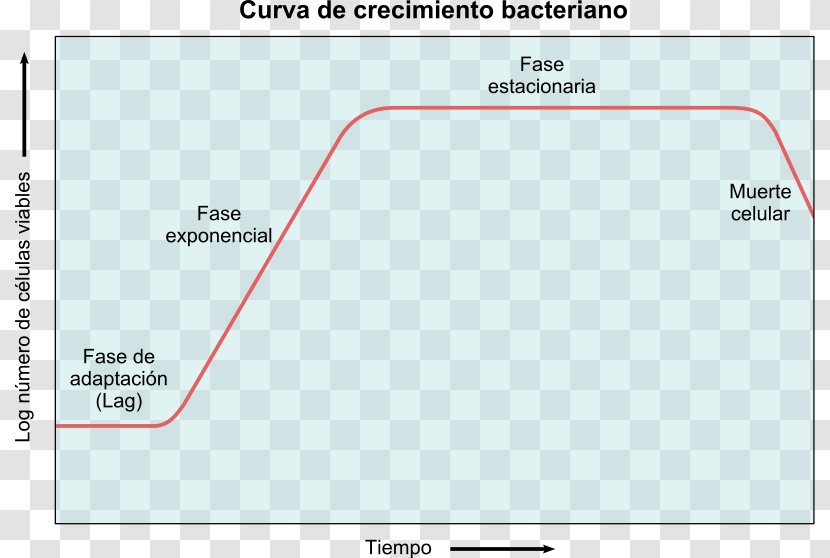 Bacterial Growth Curve Microbial Metabolism Microorganism - Brand - Angle Transparent PNG