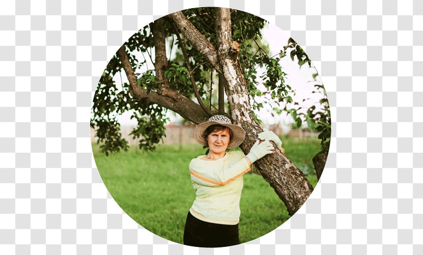 Stock Photography Royalty-free - Tree - Grand Mother Transparent PNG