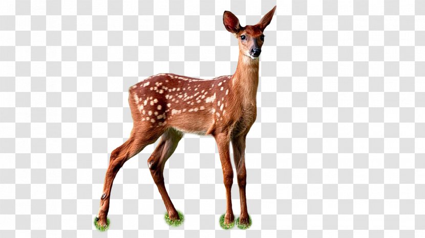 Deer Hunter White-tailed Red Animal - Reindeer Transparent PNG