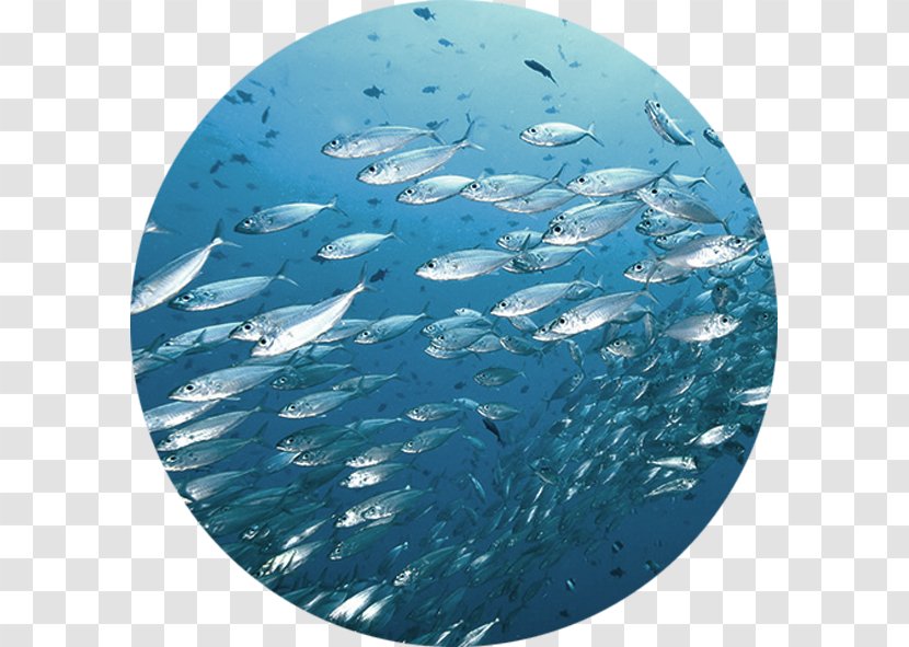Fish Mural Sea Wallpaper - Aqua - Liver Bird Transparent PNG