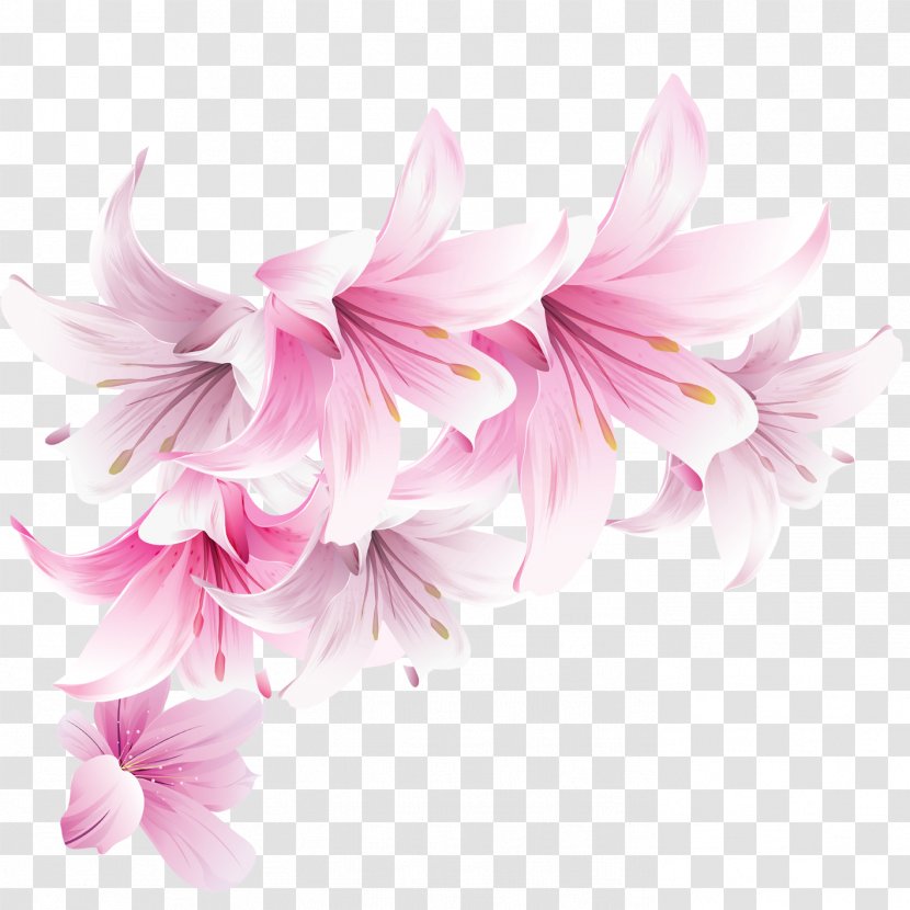 Pink Wallpaper - Floristry - Lily Transparent PNG