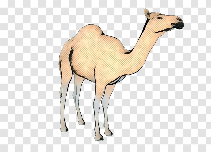 Animal Cartoon - Dromedary - Fawn Landscape Transparent PNG