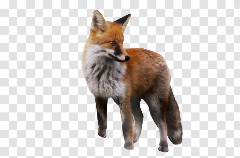 Red Fox Gray Kit Dhole Fur - Coyote - Terrestrial Animal Transparent PNG