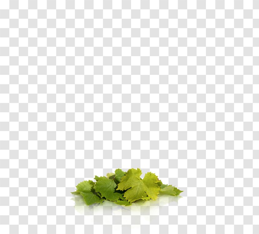 Chilean Wine Chileans Terroir - Leaf - Leaves Transparent PNG