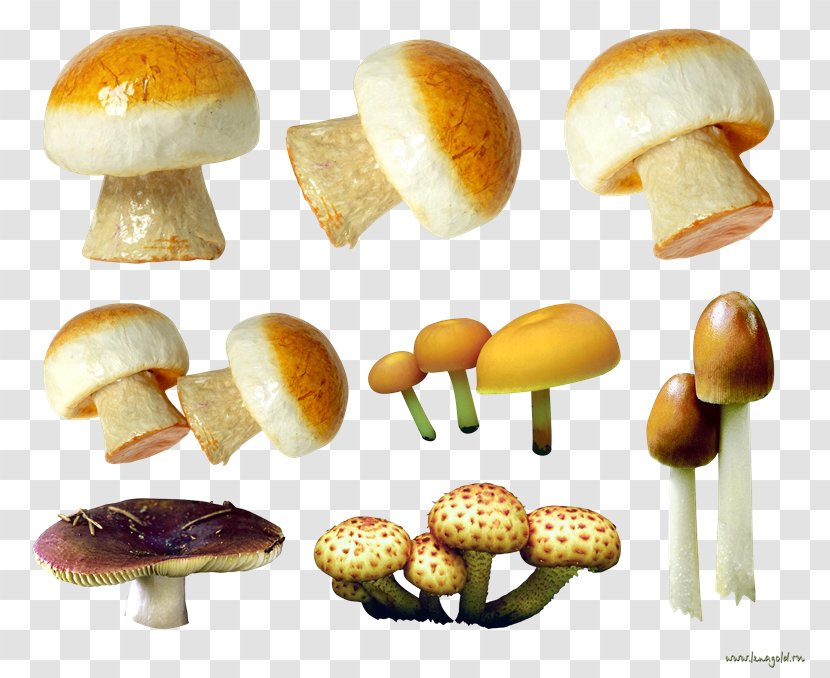Mushroom Baozi Photography - Ingredient Transparent PNG