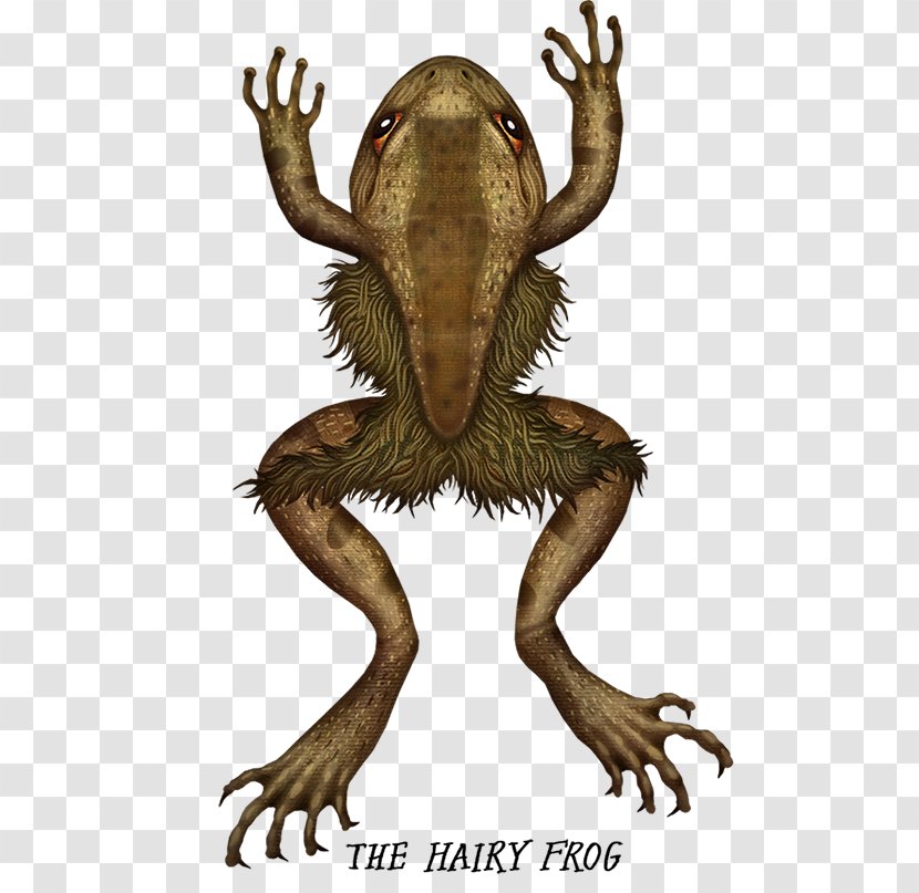 Hairy Frog Toad Amphibian - Reptile Transparent PNG