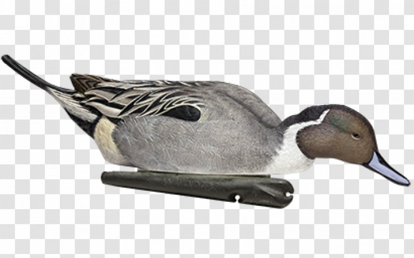 Duck Decoy Mallard Northern Pintail Gadwall Transparent PNG