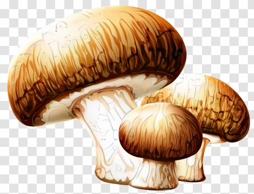 Clip Art Transparency Edible Mushroom - Fungus - Pleurotus Eryngii Transparent PNG