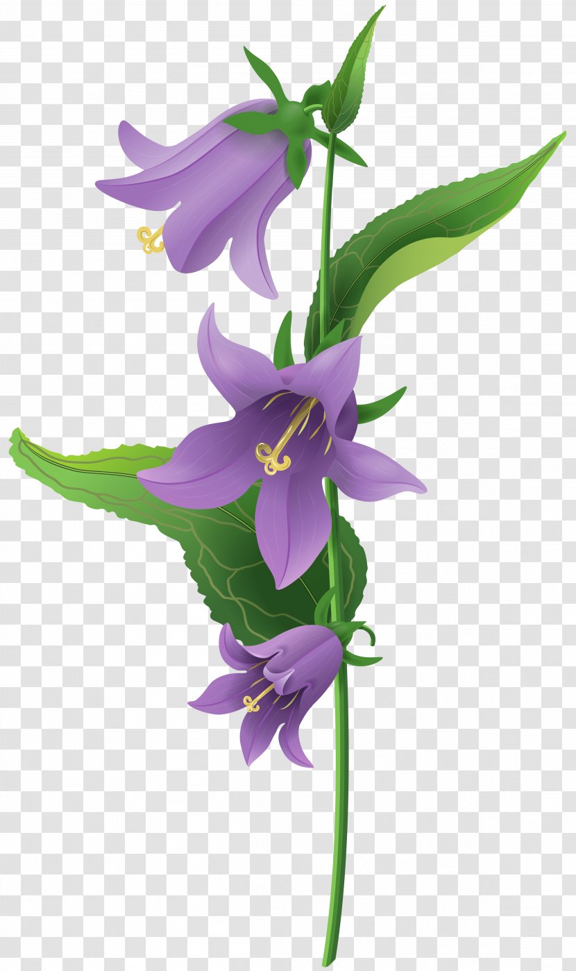 Bellflower Clip Art - Yellow - Wild Purple Bell Flower Image Transparent PNG