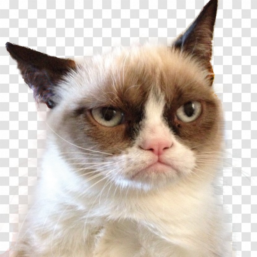 Grumpy Cat Snowshoe Aegean Ragamuffin Felidae - Small To Medium Sized Cats - Kucing Transparent PNG