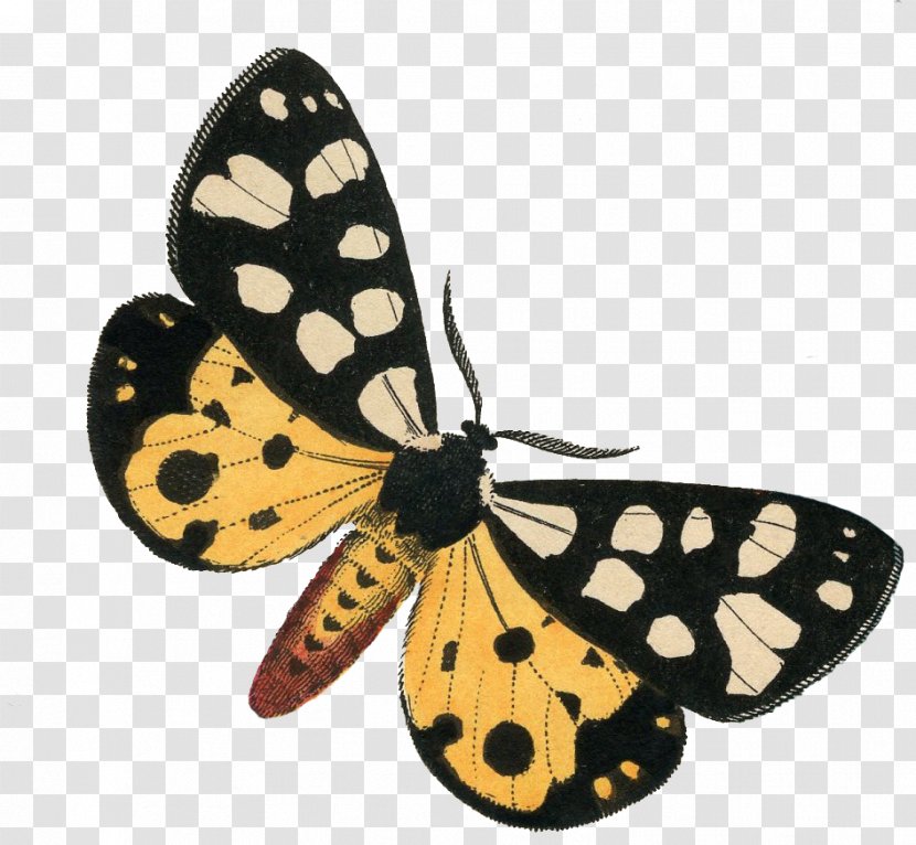 Monarch Butterfly Butterflies And Moths Pieridae - Arthropod - Fairy Transparent PNG