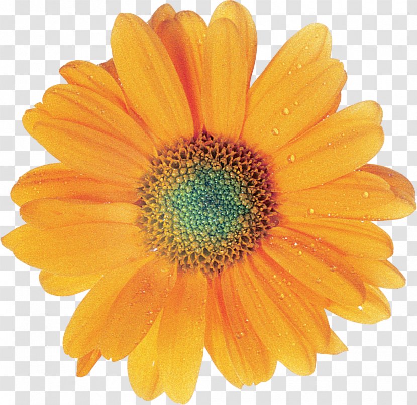 Transvaal Daisy Flower Picture It Custom - Family Transparent PNG