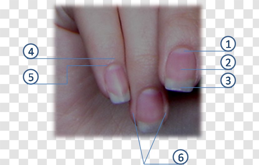 Nail Polish Lunula Hand Corpo Ungueale - Cuticle - Unhas Transparent PNG