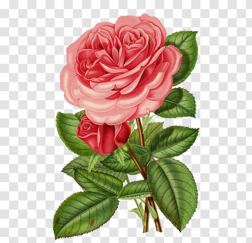 Victorian Era Clip Art Flower Cabbage Rose Garden Roses - Floribunda Transparent PNG