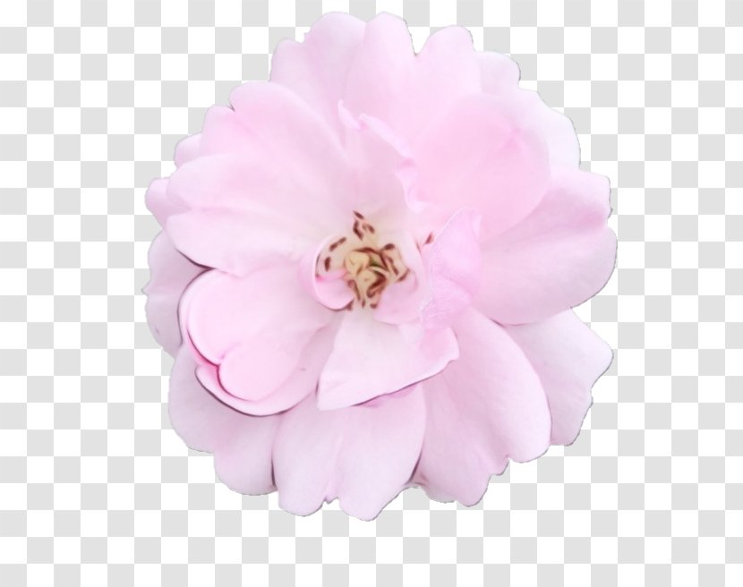 Cabbage Rose Pastel Pink Flowers - Flowering Plant Transparent PNG