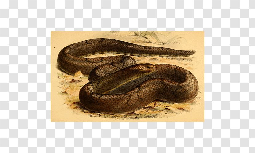 Boa Constrictor Rattlesnake Vipers Shoe - Reptile - Snake Transparent PNG