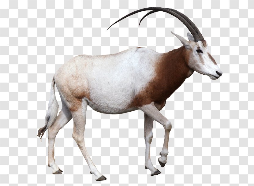 Gemsbok Antelope Scimitar Oryx Arabian Horn - Extinct In The Wild Transparent PNG