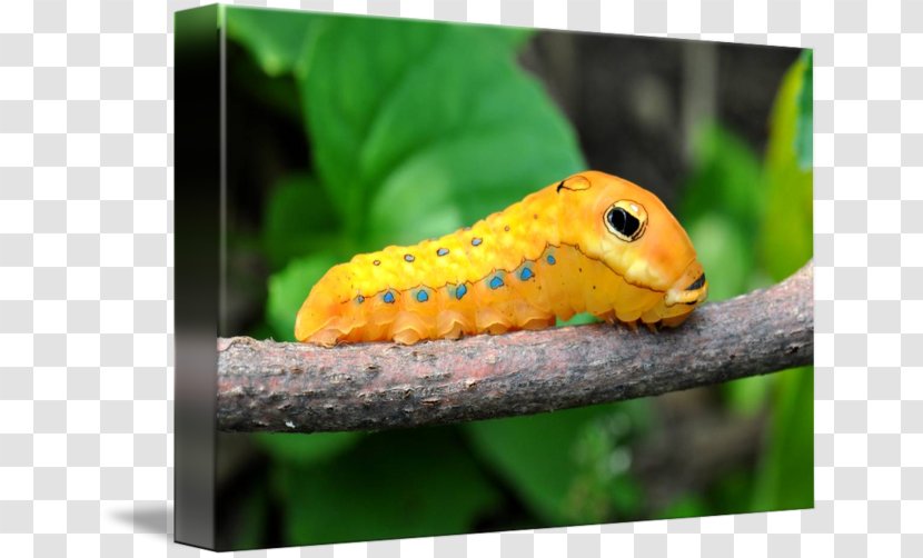Caterpillar Swallowtail Butterfly Papilio Troilus Eastern Tiger - Larva - Glossy Butterflys Transparent PNG