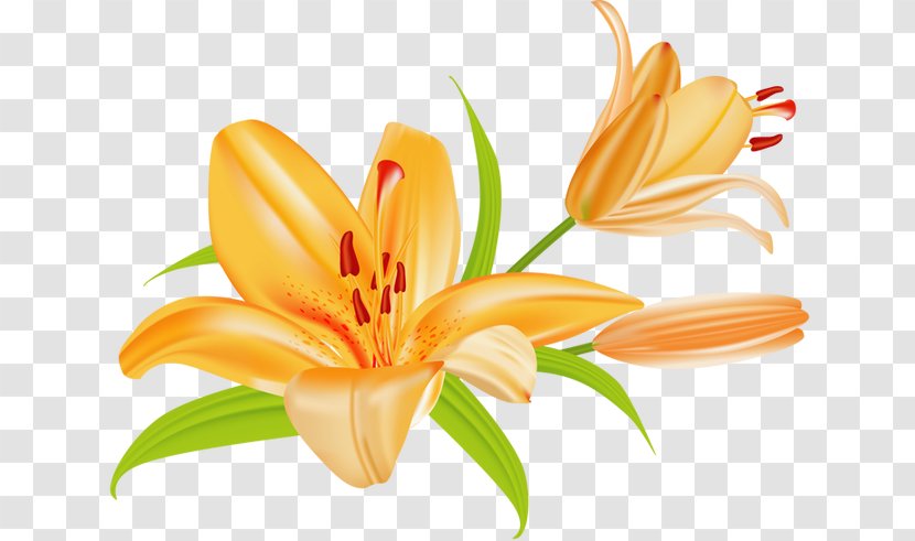 Tiger Lily Lilium Bulbiferum Easter Clip Art - Petal - Microsoft Cliparts Tigers Transparent PNG