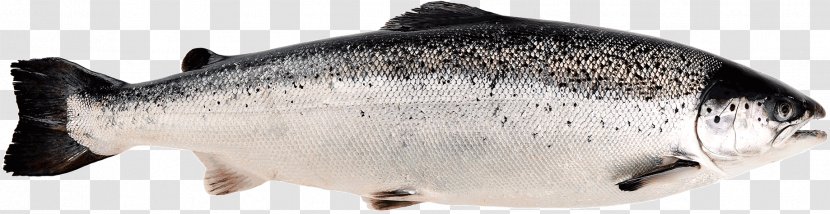 Norwegian Cuisine Sushi Norway Smoked Salmon - Barramundi Transparent PNG