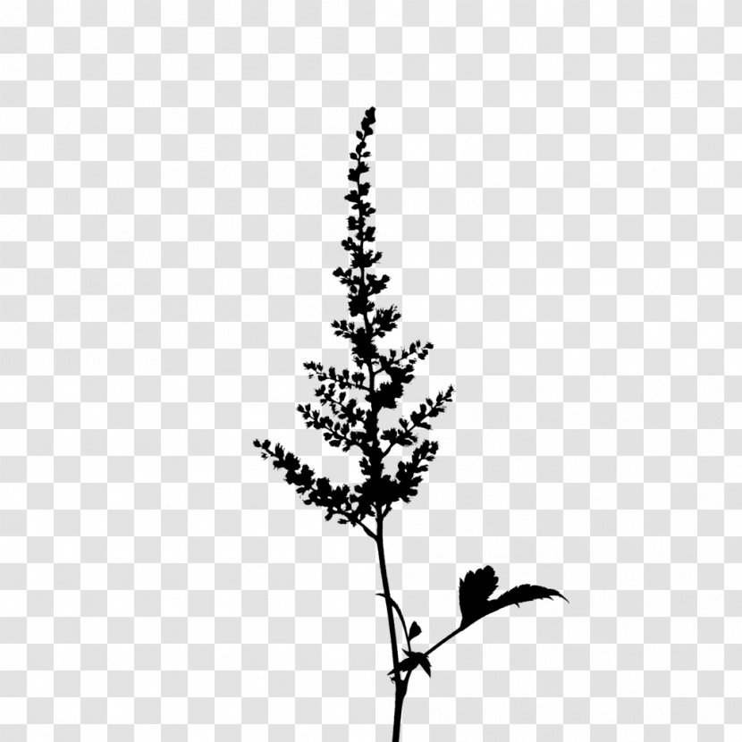 Twig Pine Plant Stem Leaf Font Transparent PNG