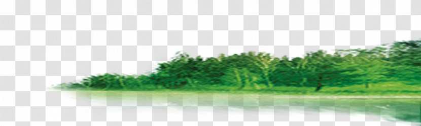 Download Forest - Grass Transparent PNG