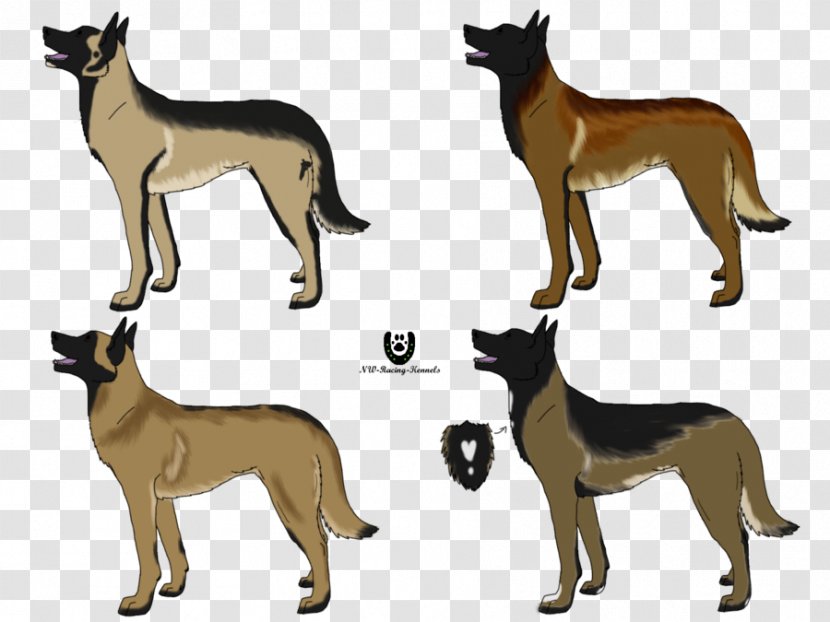 Dog Breed Malinois Belgian Shepherd Dutch German - Coat Transparent PNG