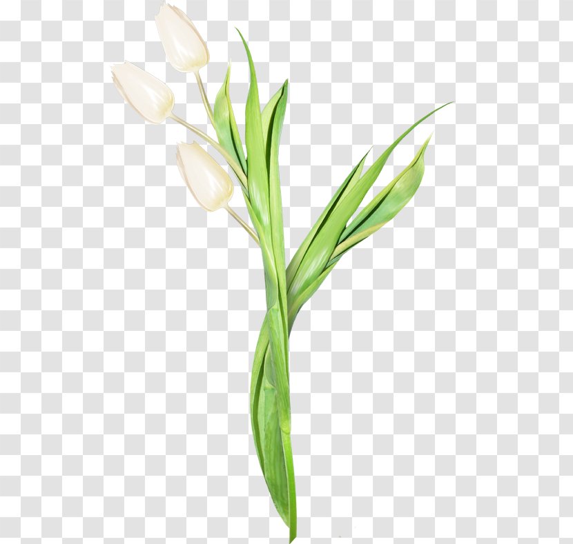Tulip Flower Bayan Mod Blume - Drawing Transparent PNG
