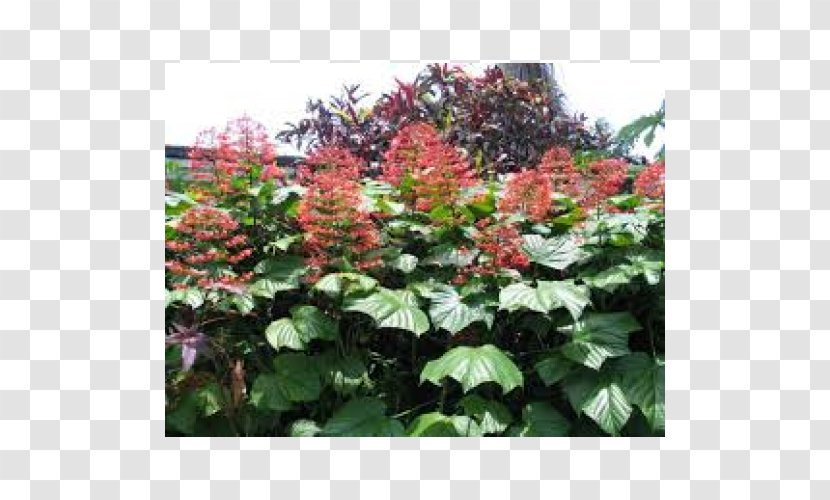 Hydrangea Clerodendrum Paniculatum Viburnum Shrub Politics - Herb Transparent PNG