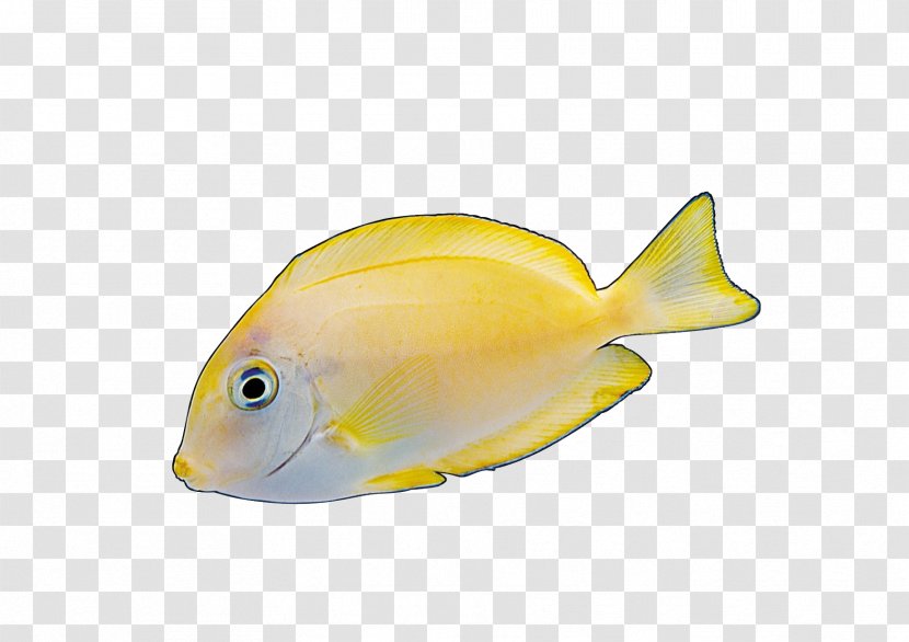 Angelfish Yellow Red - Colorful Fish Transparent PNG