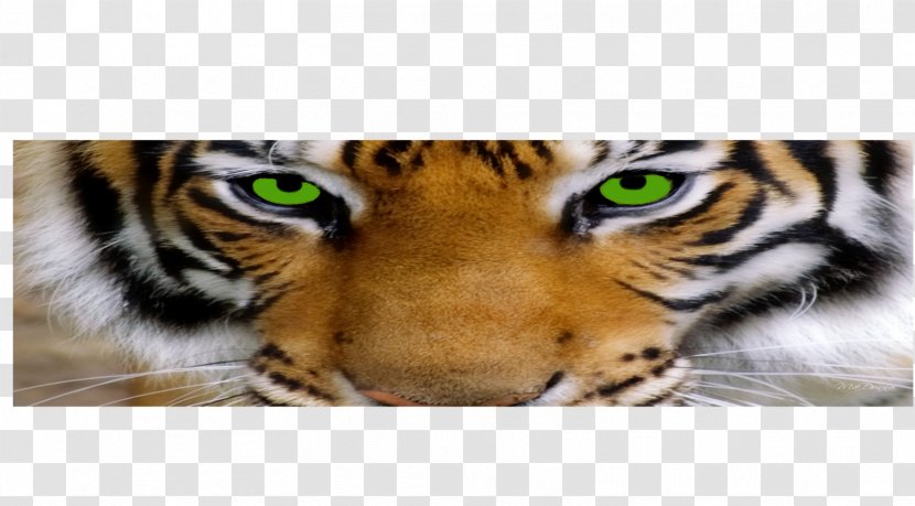 Tiger Whiskers Big Cat Snout Transparent PNG