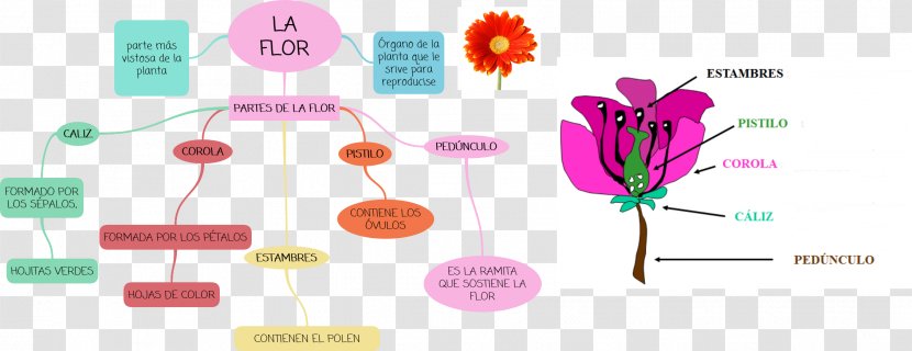 Flower Mind Map Petal Geography - Concept Transparent PNG