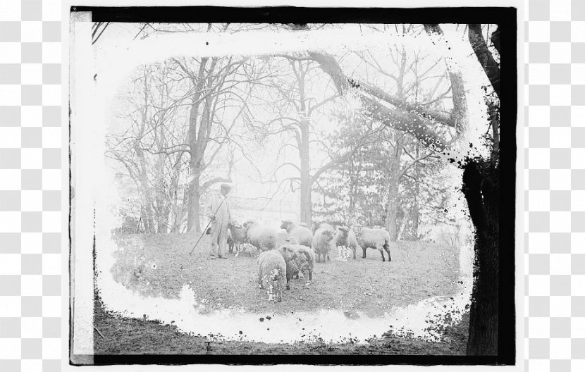 Stock Photography Picture Frames Sheep - Desny Transparent PNG