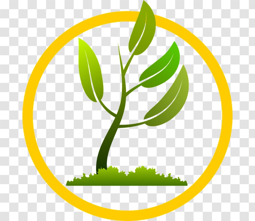Tree Planting Leaf - Area Transparent PNG