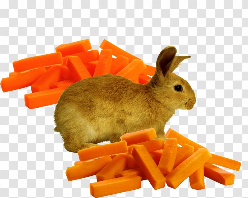 Domestic Rabbit Carrot Orange European - Rabits And Hares - Bunny Radish Strips Transparent PNG