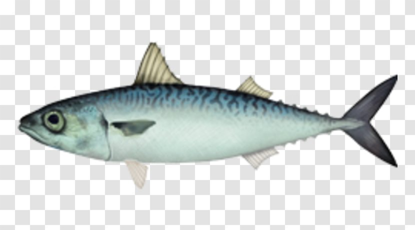 Atlantic Chub Mackerel Little Tunny Fish - Scombridae Transparent PNG