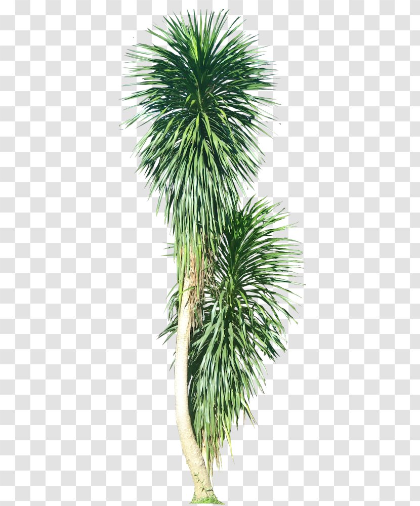 Asian Palmyra Palm Plant Arecaceae Tree - Stem - Tropical Foliage Transparent PNG